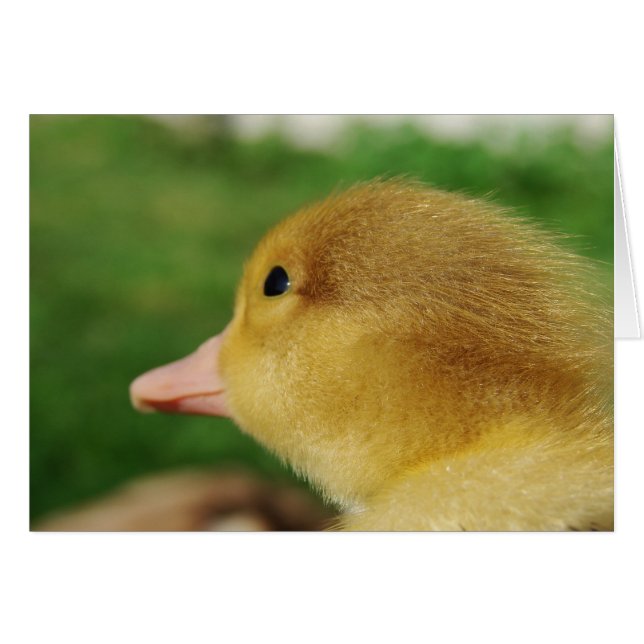 Cartão Muscovy Duckling (Frente Horizontal)
