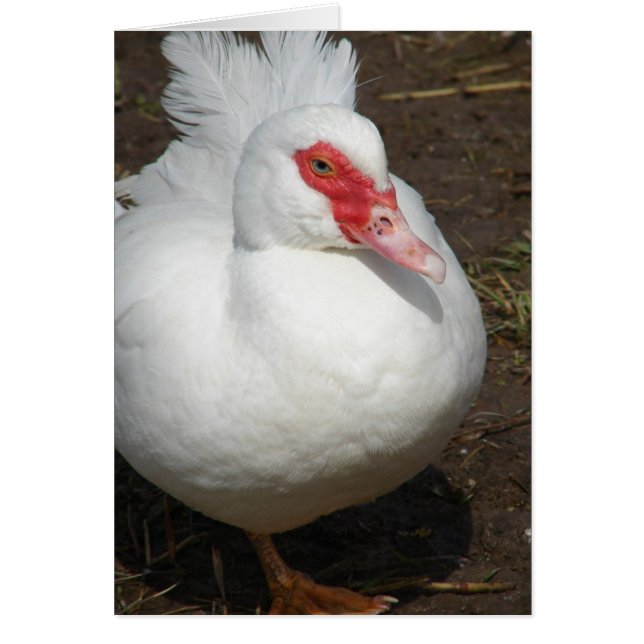 Cartão Muscovy Hen (Frente)