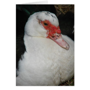 Cartão Muscovy Hen