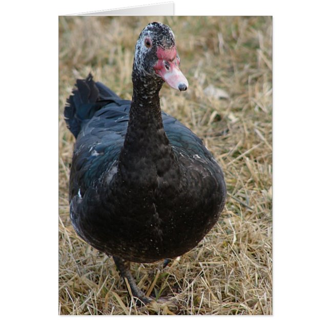 Cartão Muscovy Hen All Occassions Vazio (Frente)