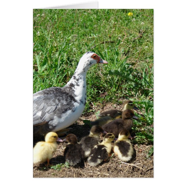 Cartão Muscovy Hen e Ducklings (Frente)