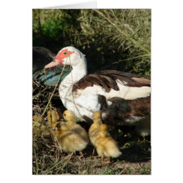 Cartão Muscovy Hen e Ducklings