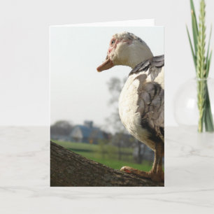 Cartão Muscovy Hen in a Tree
