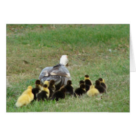 Cartão Muscovy Hen Patos Líderes