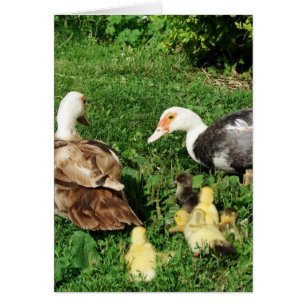 Cartão Muscovy Hens e Patos