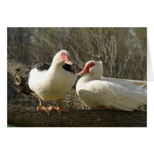 Cartão Muscovy Hens em uma árvore
