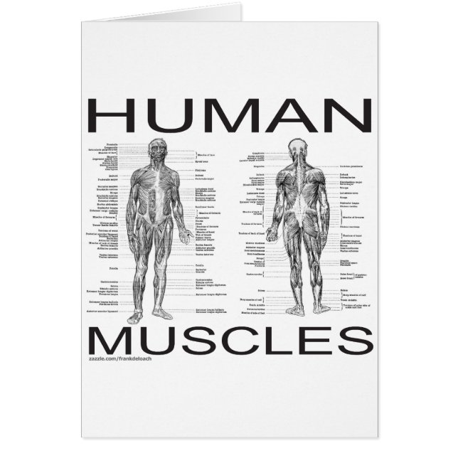 Cartão Músculos humanos e anatomia (Frente)