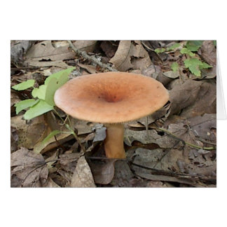 Cartão Mushroom9