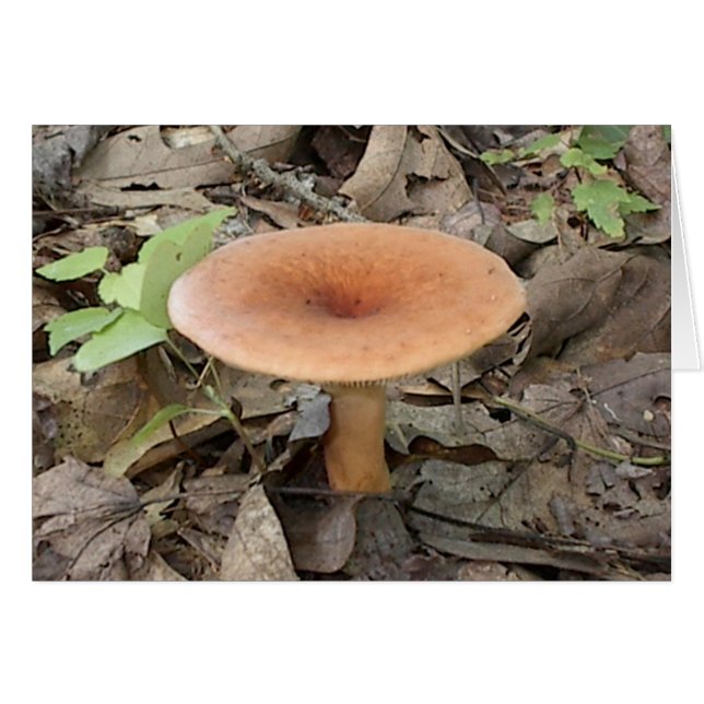 Cartão Mushroom9 (Frente Horizontal)