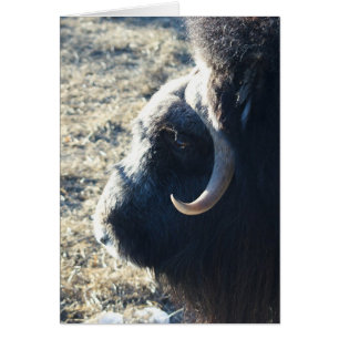 Cartão Musk Ox