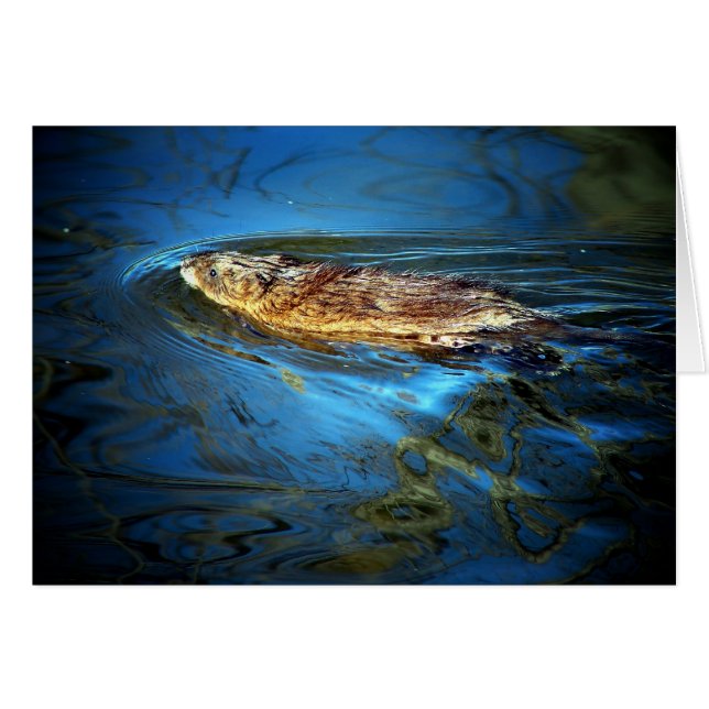 Cartão Muskrat (Frente Horizontal)