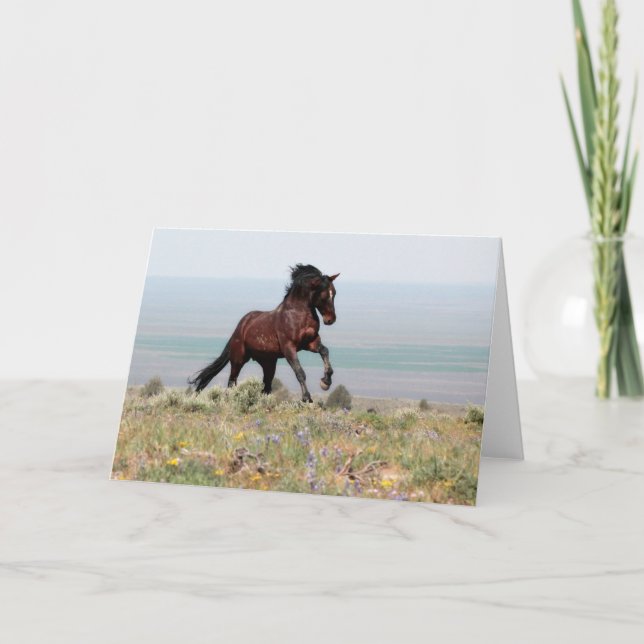 Cartão Mustang Stallion, Clancy-Greeting Card (Frente)