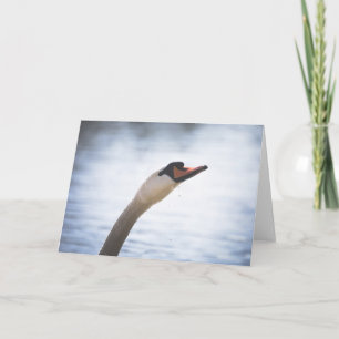 Cartão Mute Swan Nature Photo Portrait
