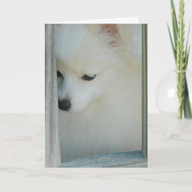 Cartão My Girl Pomeranian Greeting Card (Frente)