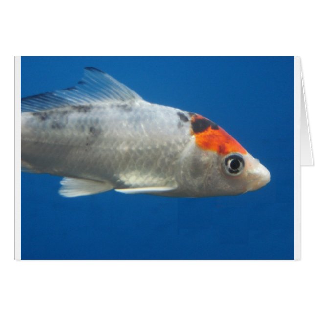 Cartão My Pet Koi Fish (Frente Horizontal)