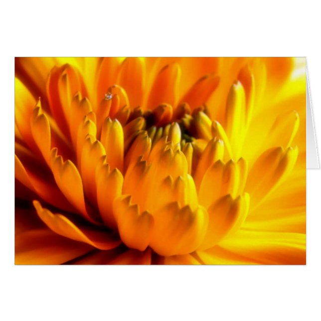 Cartão nº 2 cor laranja fresca (Frente Horizontal)