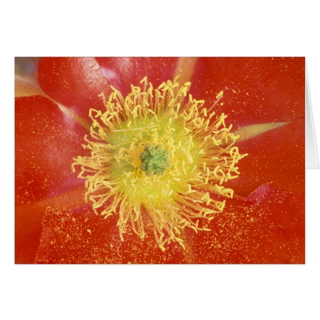 Cartão N.A., EUA, Arizona, Casa Grande, NM, Deserto (Frente Horizontal)