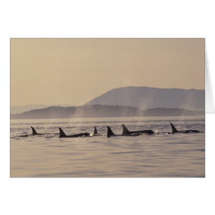Cartão N.A., EUA, Washington, Ilhas San Juan Orca