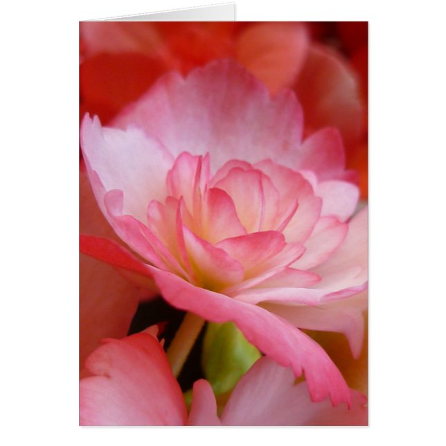 Cartão Na Borda de um Petal (Frente)