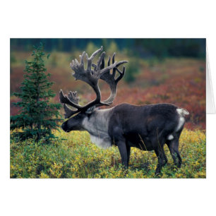 Cartão NA, EUA, Alaska, Denali NP, Bull caribou 3