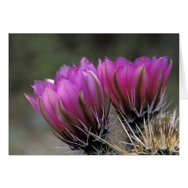 Cartão NA, EUA, Arizona, Deserto Sonoran. Cão (Frente Horizontal)