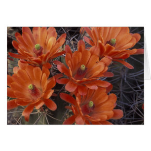 Cartão NA, EUA, Arizona, San Xavier. Cacto Claret Cup