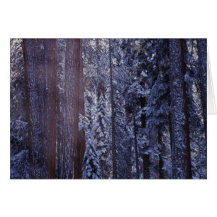 Cartão NA, EUA, Califórnia. Parque Nacional de Sequoia. 2