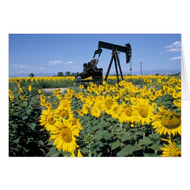 Cartão Na, EUA, Colorado, Girassóis, Oil Derrick (Frente Horizontal)