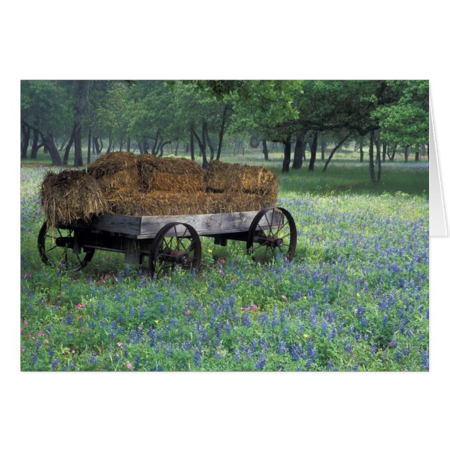 Cartão NA, EUA, Texas, a leste de Devine, Velha carroça e (Frente Horizontal)