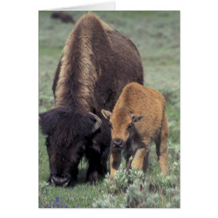 Cartão NA, EUA, Wyoming, Parque Nacional de Yellowstone.