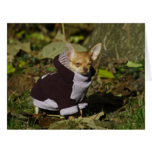 Cartão Na moda - Chihuahua Puppy