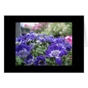 Cartão Na violeta…