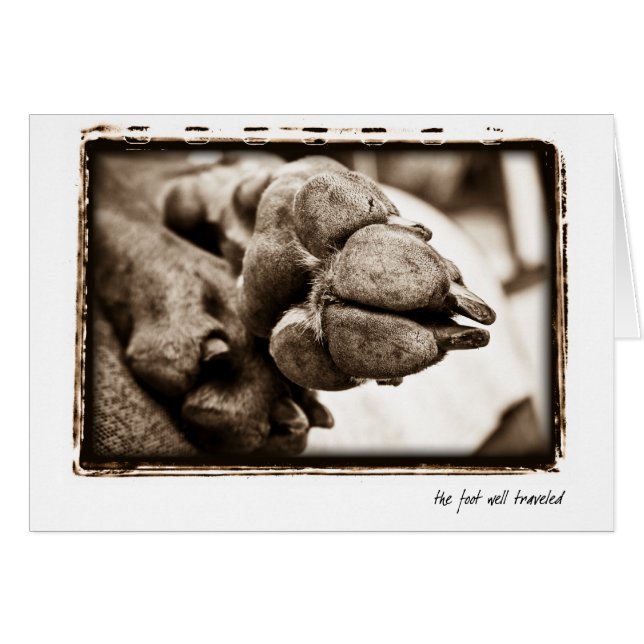 Cartão Nação de Weimaraner: "O pé bem viajado " (Frente Horizontal)