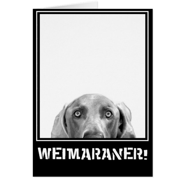 Cartão Nação de Weimaraner: Weimaraner em uma caixa! (Frente)