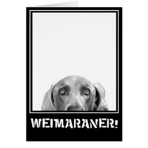 Cartão Nação de Weimaraner: Weimaraner em uma caixa!