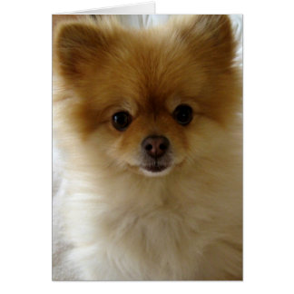 Cartão Não Apenas O Amor De Puppy