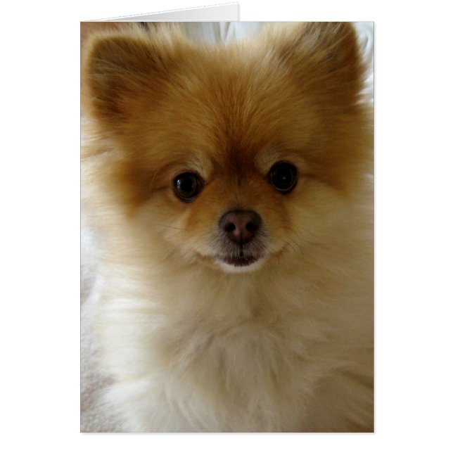 Cartão Não Apenas O Amor De Puppy (Frente)