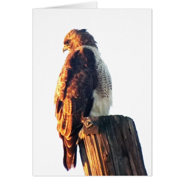 Cartão "Não é bastante a ser bom….Do" O falcão tanoeiro (Frente)