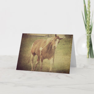 Cartão Não me Inseto, Paint Horse agita a cabeça