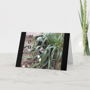 CARTÃO NÃO SE ESCONDE DA VERDADE "MÃE MELHOR" NO MUNDO