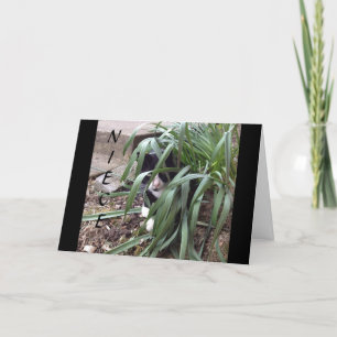 CARTÃO NÃO SE ESCONDE DA VERDADE "MELHOR NÚMERA" NO MUNDO