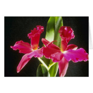 Cartão Naokazu de "flores da bola fogo" (Potinara)