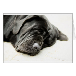 Cartão napolitano Mastiff