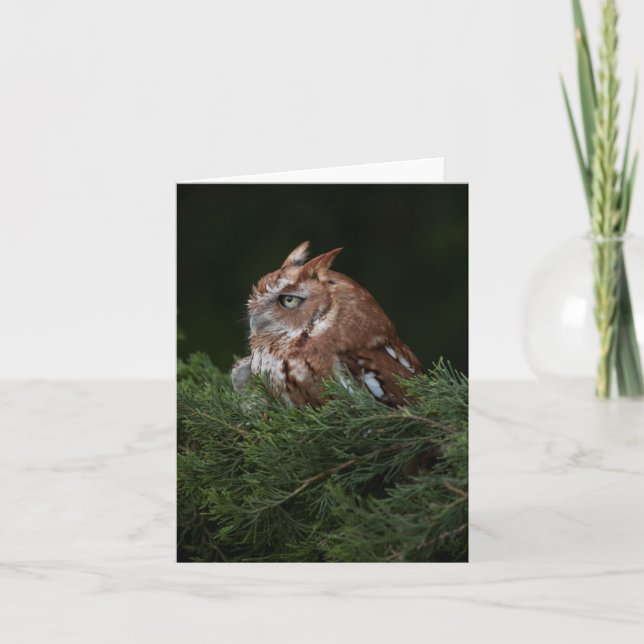 Cartão Naptime for Screech Owl note card (Frente)