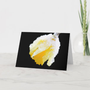 Cartão Narciso Amarelo Coberto de Neve no Início da Prima