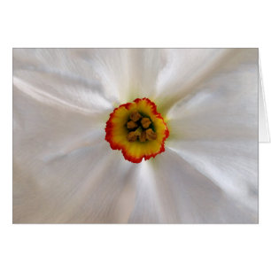 Cartão narciso branco pérola