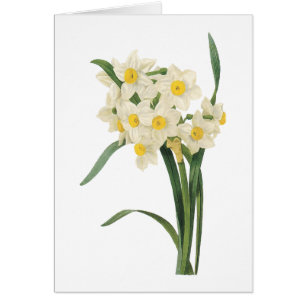 Cartão narciso (Narciso tazetta) por Redouté