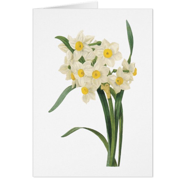 Cartão narciso (Narciso tazetta) por Redouté (Frente)