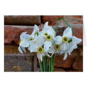 Cartão narciso perto da parede fortaleza