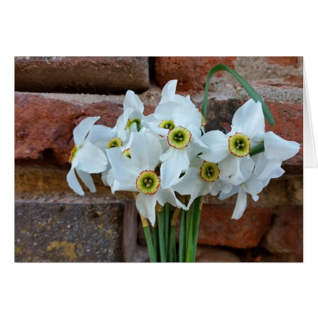 Cartão narciso perto da parede fortaleza (Frente Horizontal)